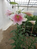 [4106 Prince Promise No101.JPG]